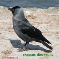 choucas
