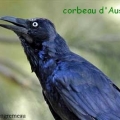 corbeau australie