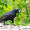 corbeau calédonien
