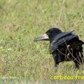 corbeau freux