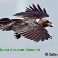 corbeau nuque blanche