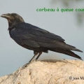 corbeau queue courte