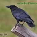 corneille amerique