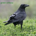 grand corbeau
