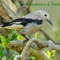 cassenoix amerique