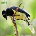 geai acahe