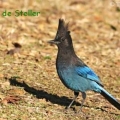 geai de steller