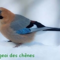 geai des chenes