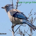 geai gorge blanche