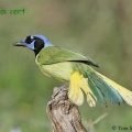 geai vert