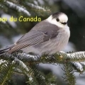 mesangeai canada