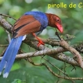 pirolle de ceylan