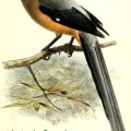 temia de borneo