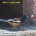 temia vagabonde