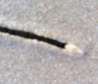 coquillage creuse