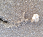 coquillage sorti