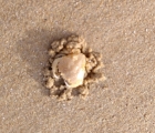 crabe