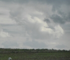 herons