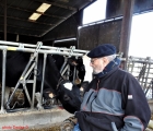bernard et vache