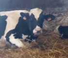 mere et fils