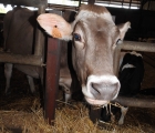 portrait vache