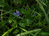 violettes