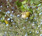 P1300736
