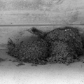 nids en cours