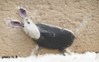 souris