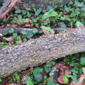 buche