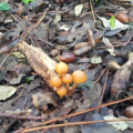 champi boules