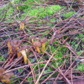 chanterelles