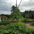courges
