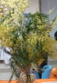 mimosa