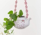 plante