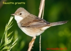 fauvette grisette