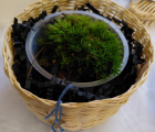 plante