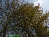 arbres en feuilles