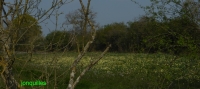 jonquilles