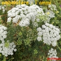 ammi