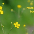 boutondor