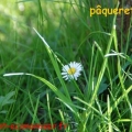 paquerette