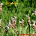 plantain