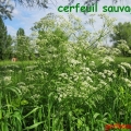 cerfeuil