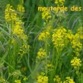 moutarde