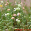 silene
