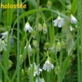 stellaire