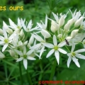 ail ours
