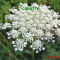 carotte 2