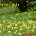 coucou